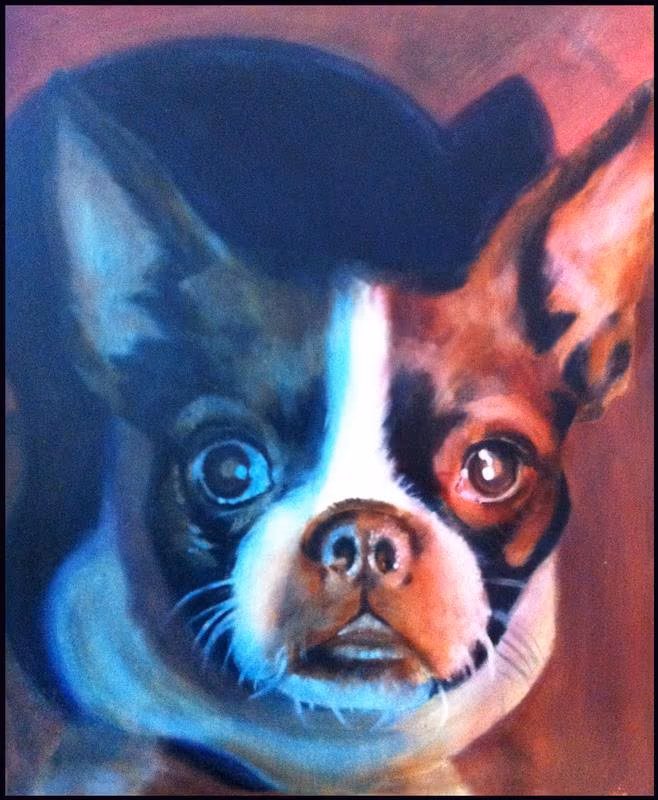 Boston terrier portrait