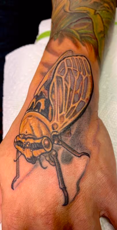 Cicada tattoo