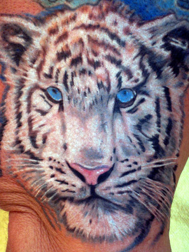 siberian white tiger