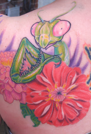 Praying Mantis