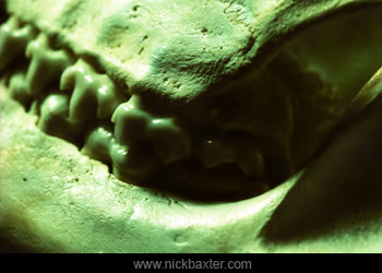 postmortem