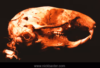 postmortem