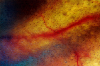 topographical research XIV