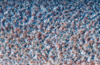 topographical research VII