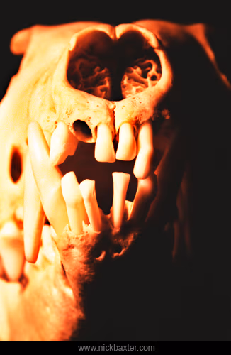 postmortem