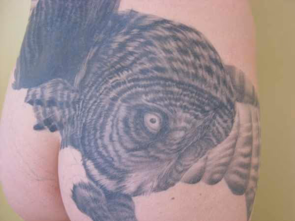 Samanthas owl