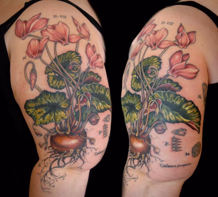cyclamen flower tattoo vintage botanical