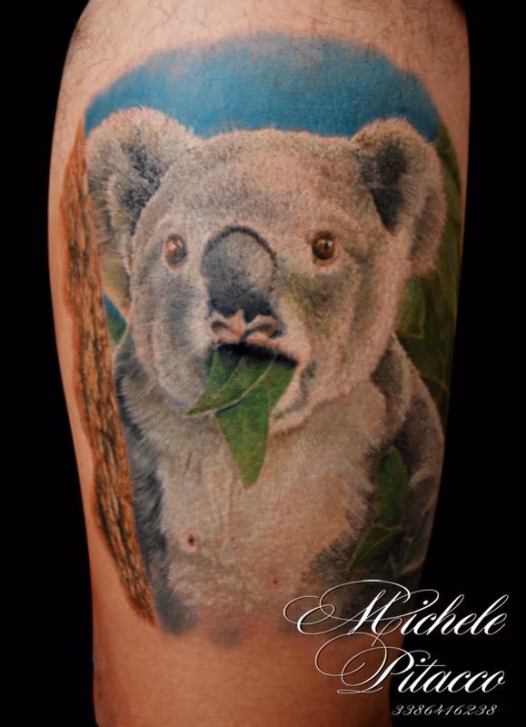 koala