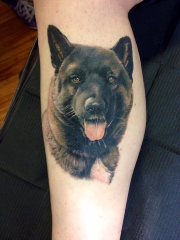 Dog, cane, Akita