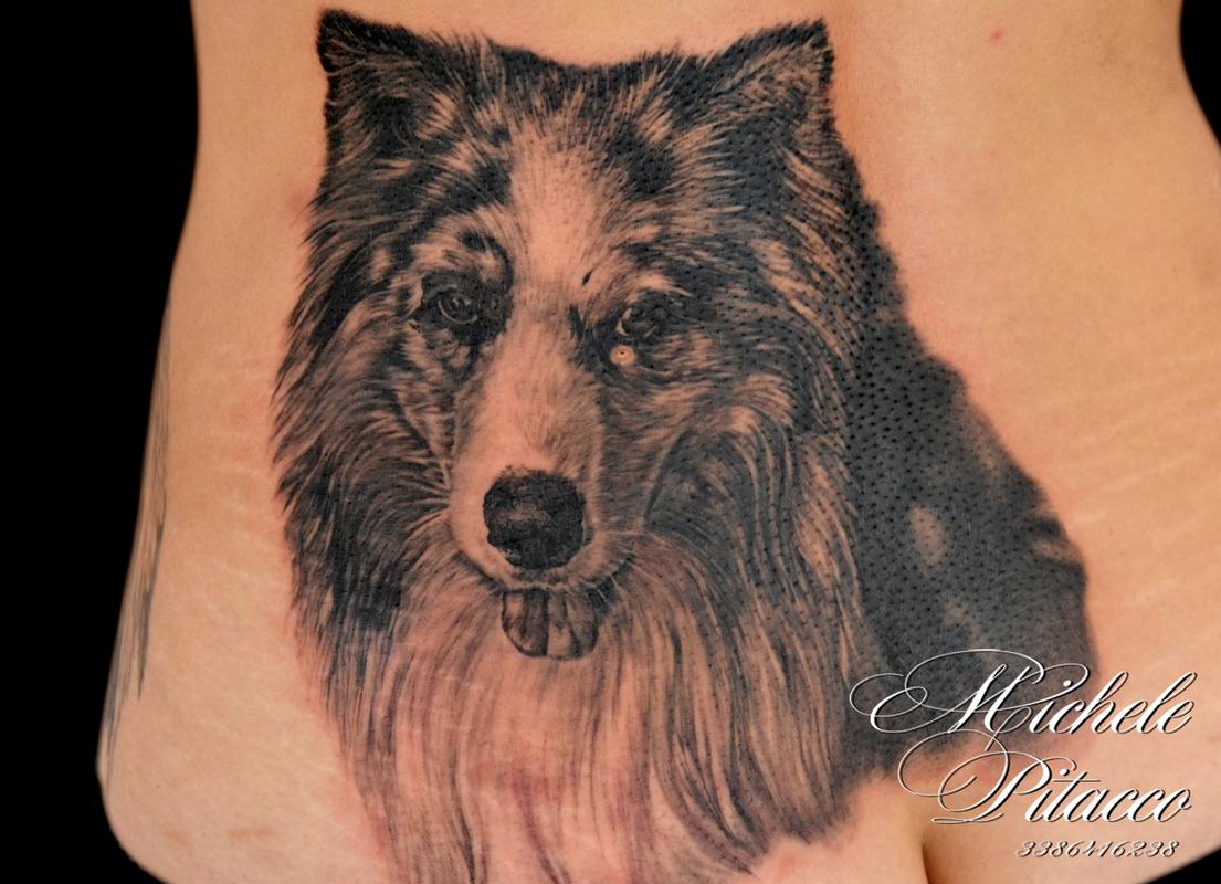 Pomeranian dog