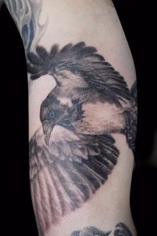 Black and grey bird in flight