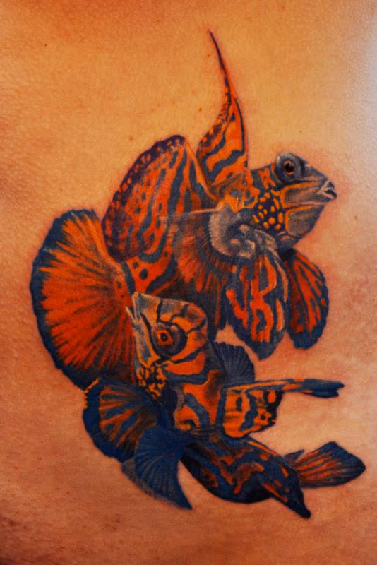 tropical fish