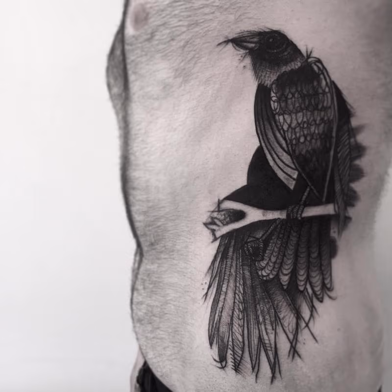 crow sketches