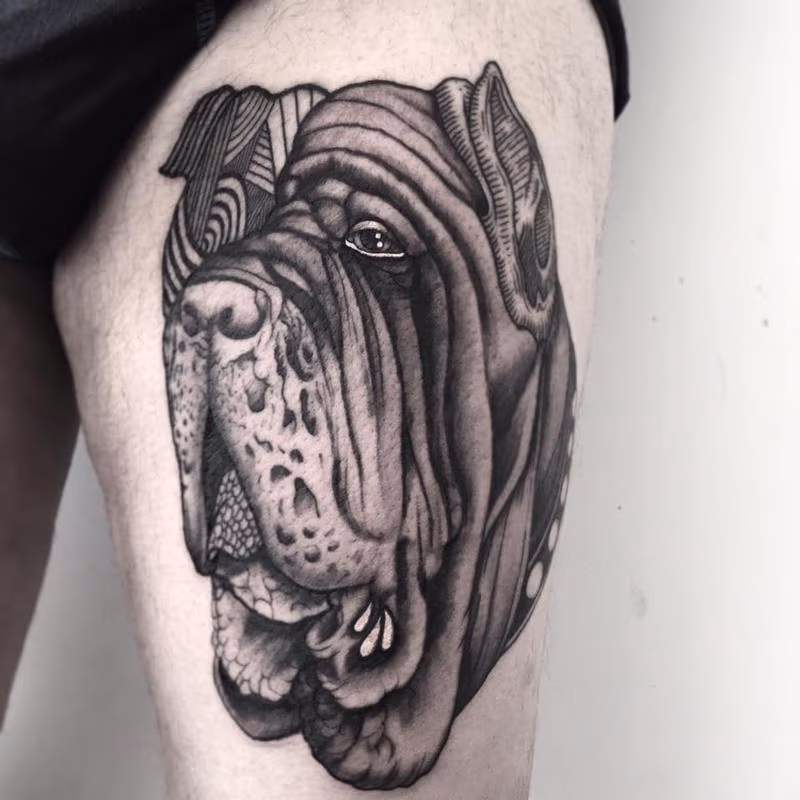 mastino