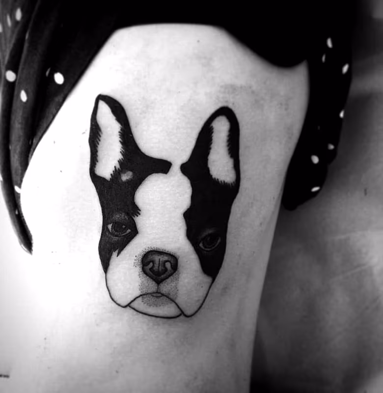 franch bulldogue