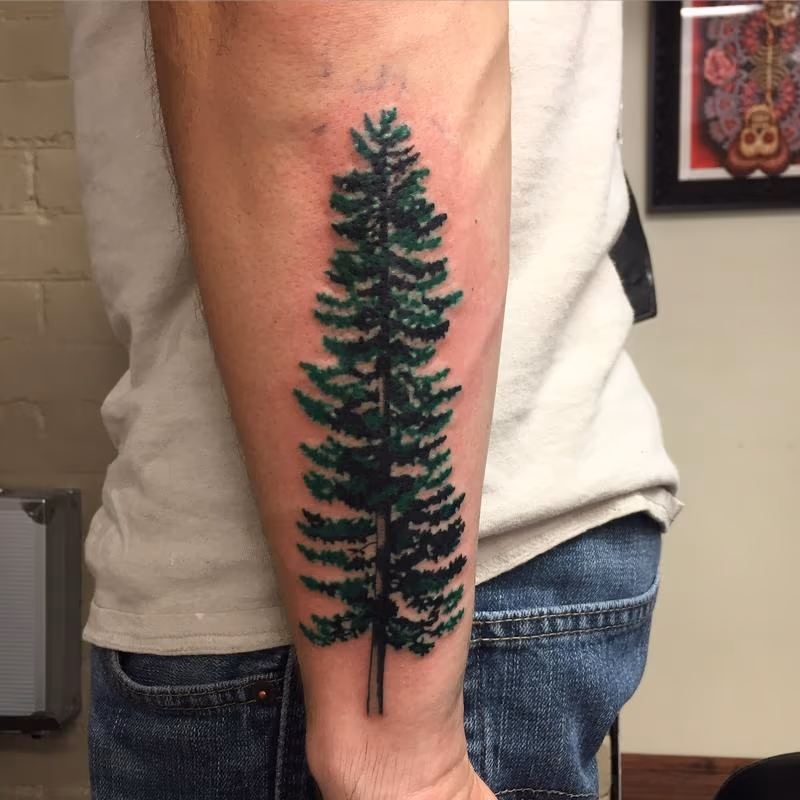 Pine tree