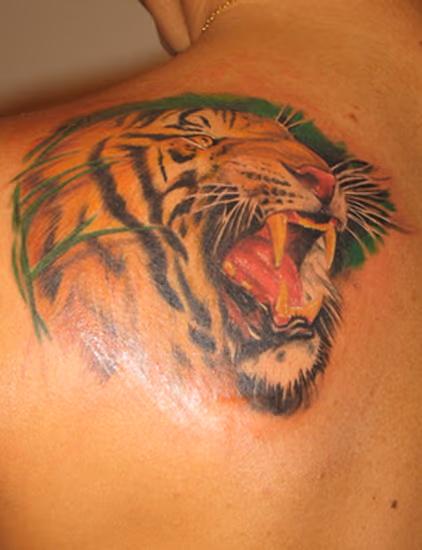 Tiger