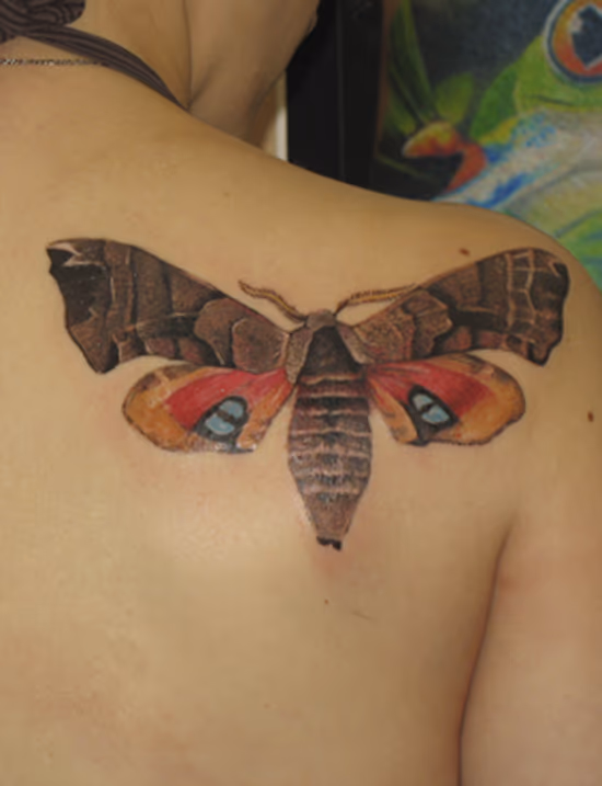 Butterfly.