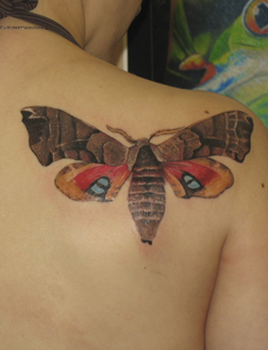 Butterfly.