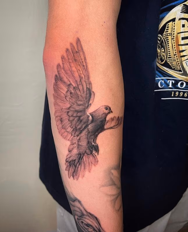Black and Grey Dove