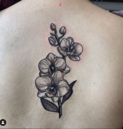 Anna Mia Orchid