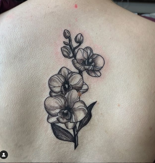 Anna Mia Orchid