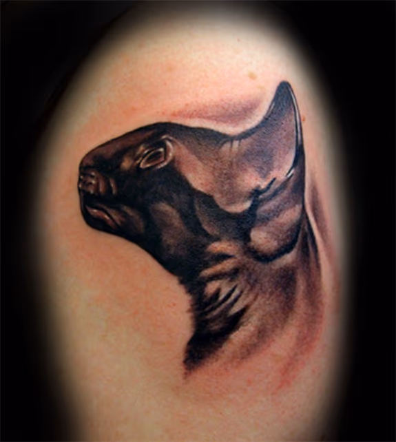 Cat Portrait