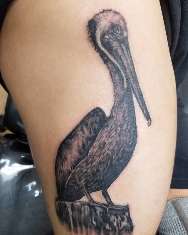 Pelican