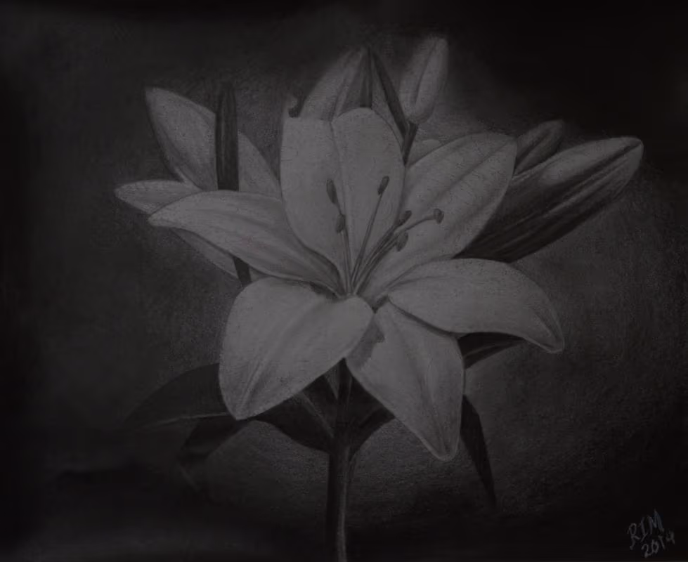 Pencil sketch - Lillies