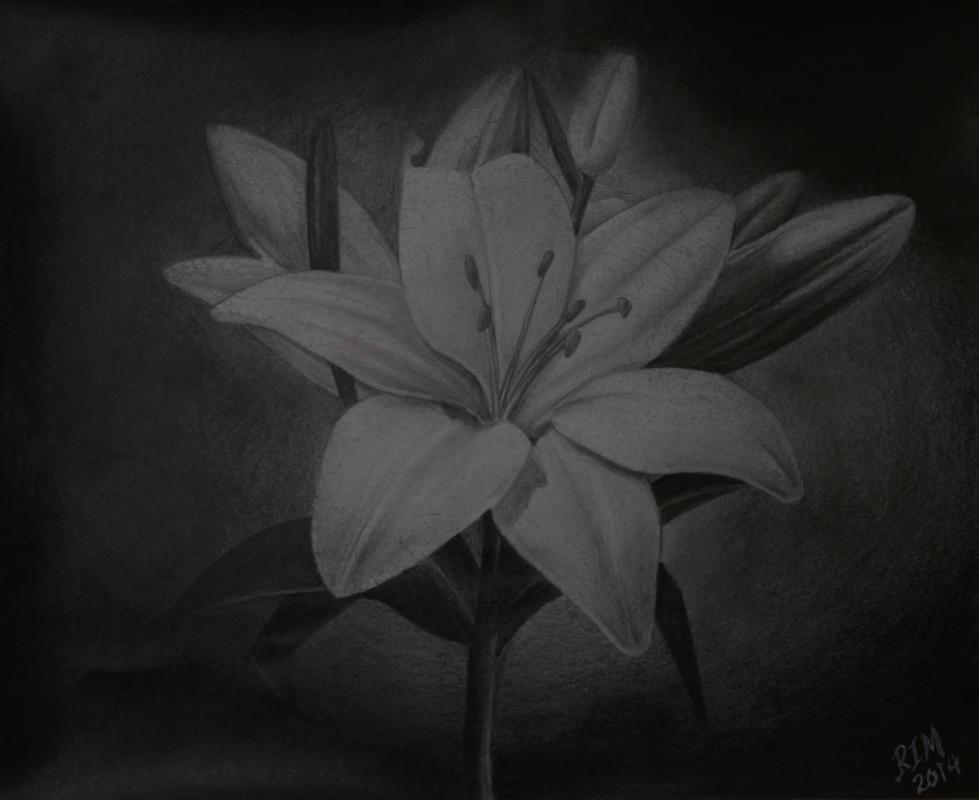 Pencil sketch - Lillies