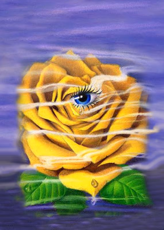 Friendship Rose Crying