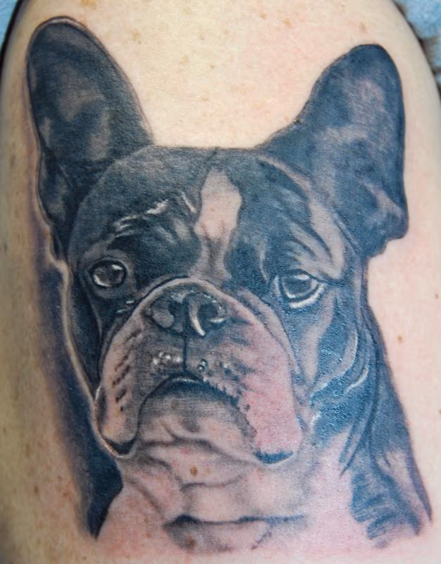 Boston Terrier