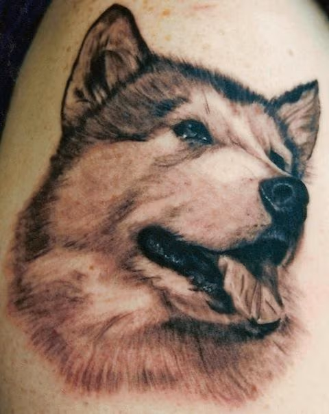 Malamute