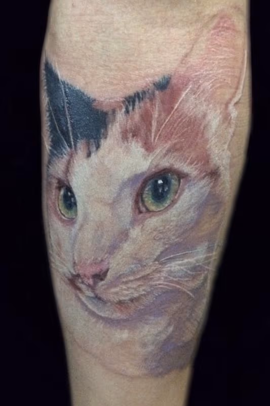 Color cat portrait