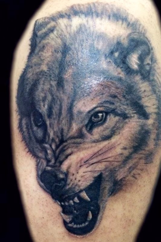 Snarling wolf