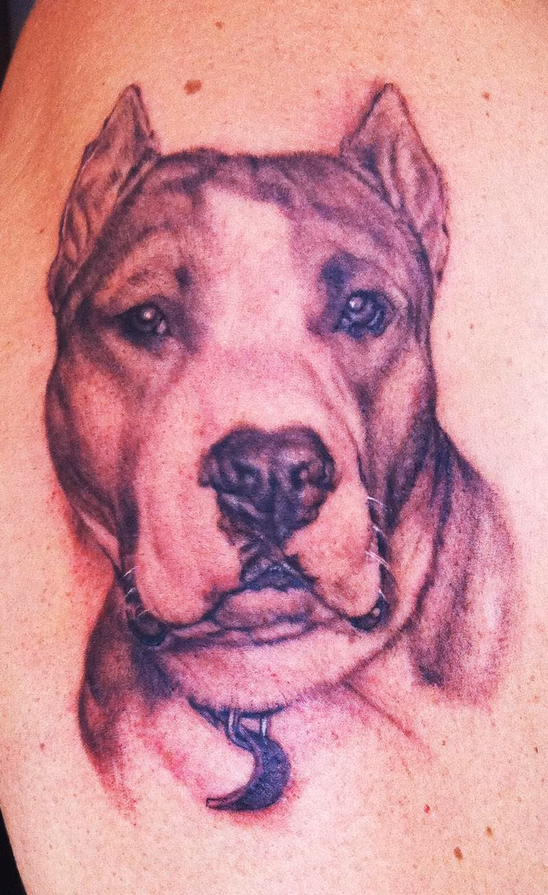 Pitbull Portrait Tattoo