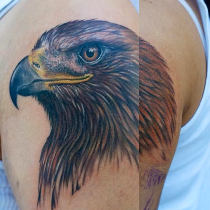Golden Eagle Aguila