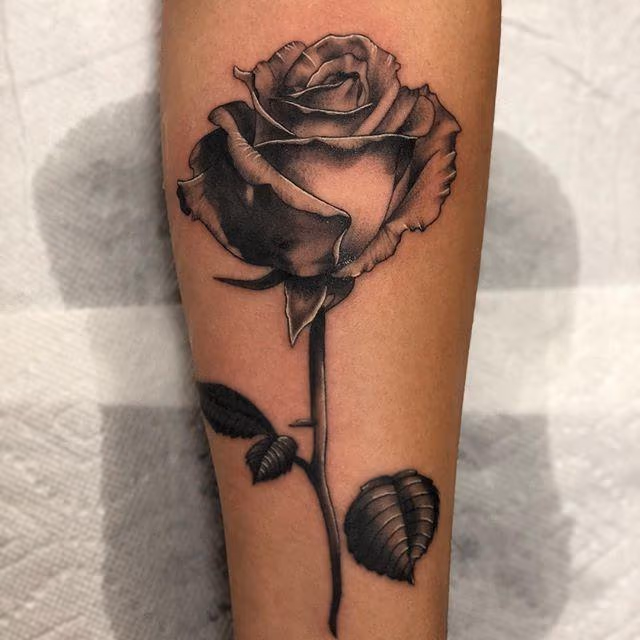 Black and Grey Rose