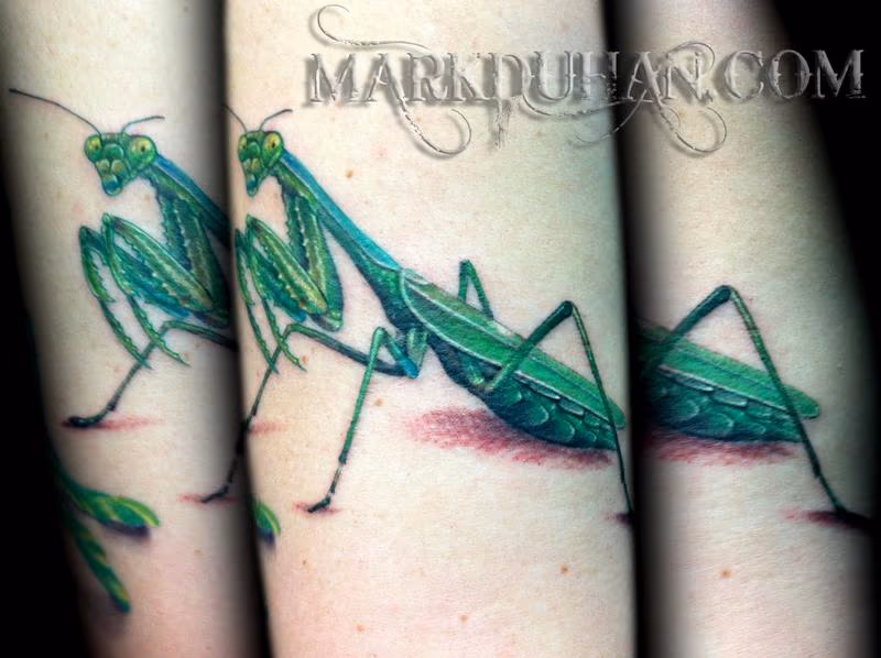 PRAYING MANTIS