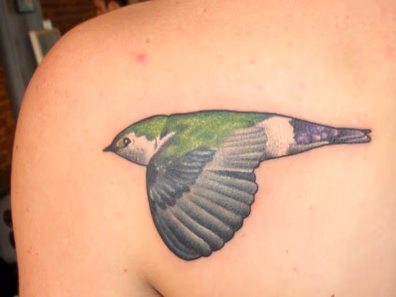 SWALLOW