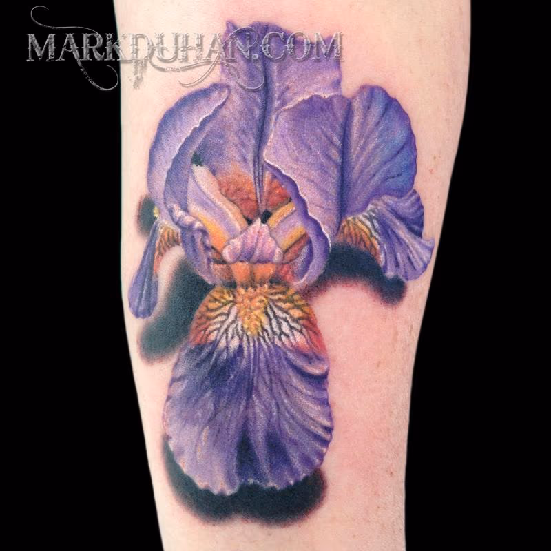 BEARDED IRIS