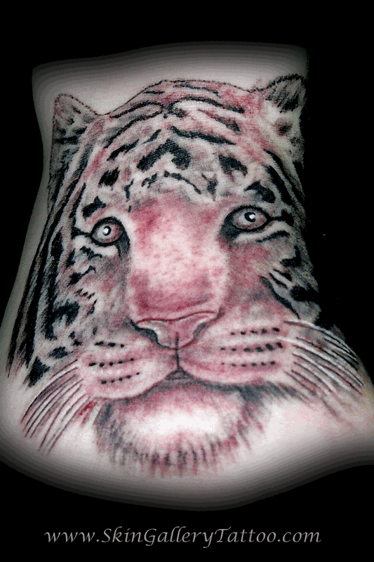 Black and Grey Tiger