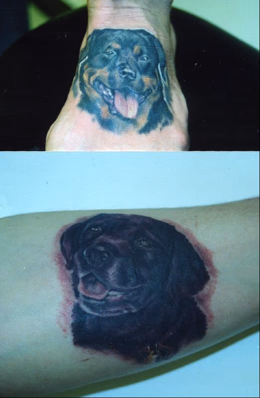 dog portraits by dan plumley