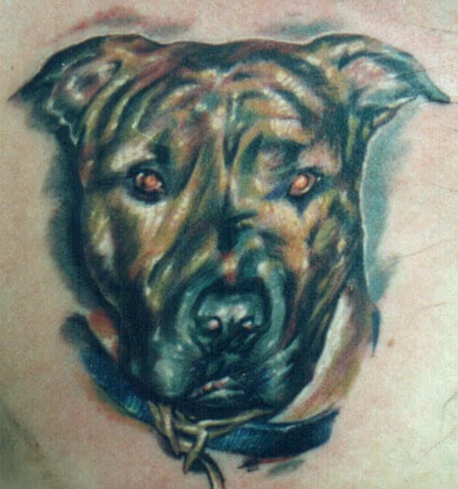 Dog Portrait