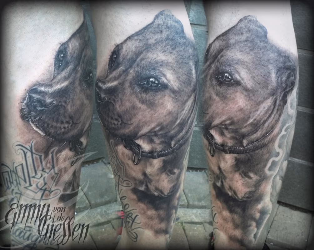 Cashmir - American Staffordshire