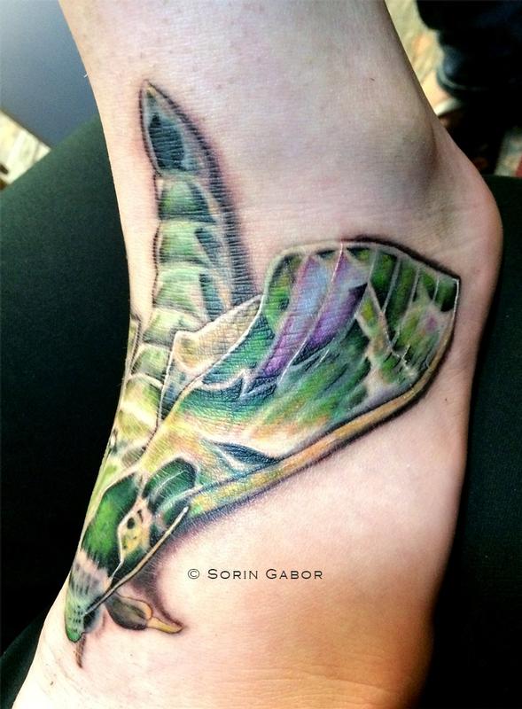 moth view2