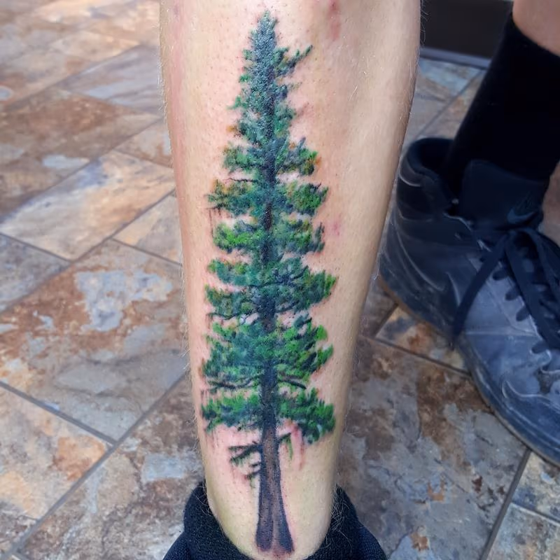 Realistic Evergreen tree on shin