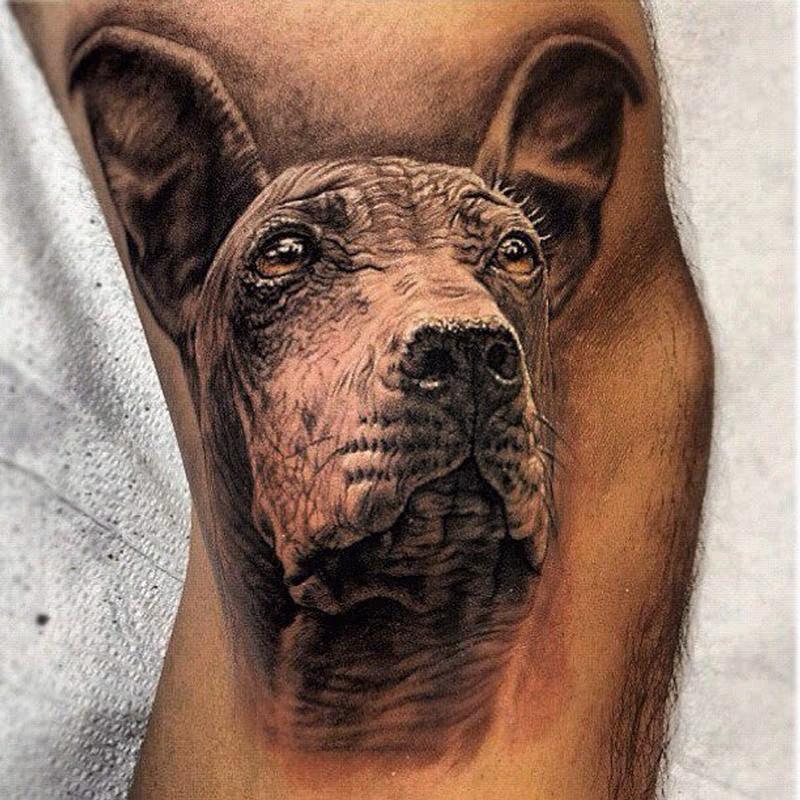 Peruvian Hairless dog