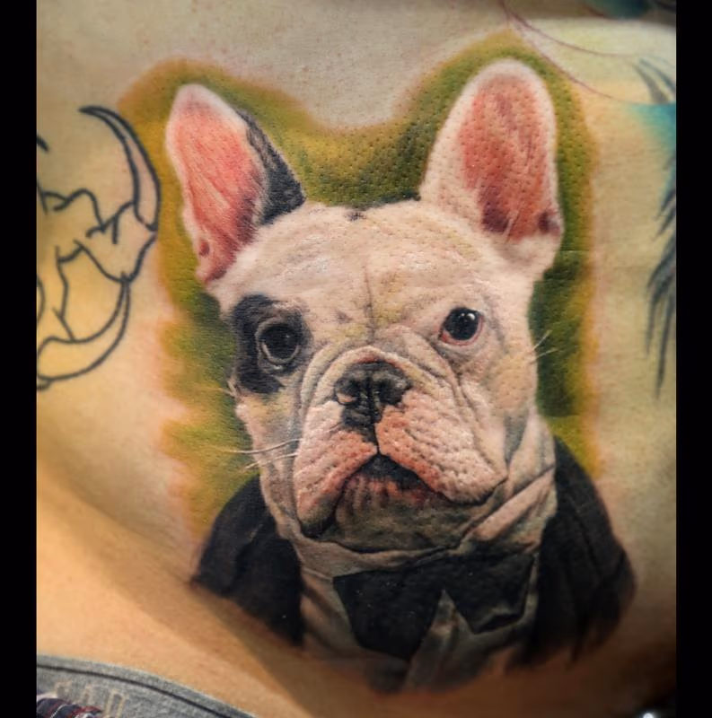French Bulldog Portrait