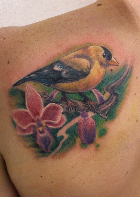 Golden Finch